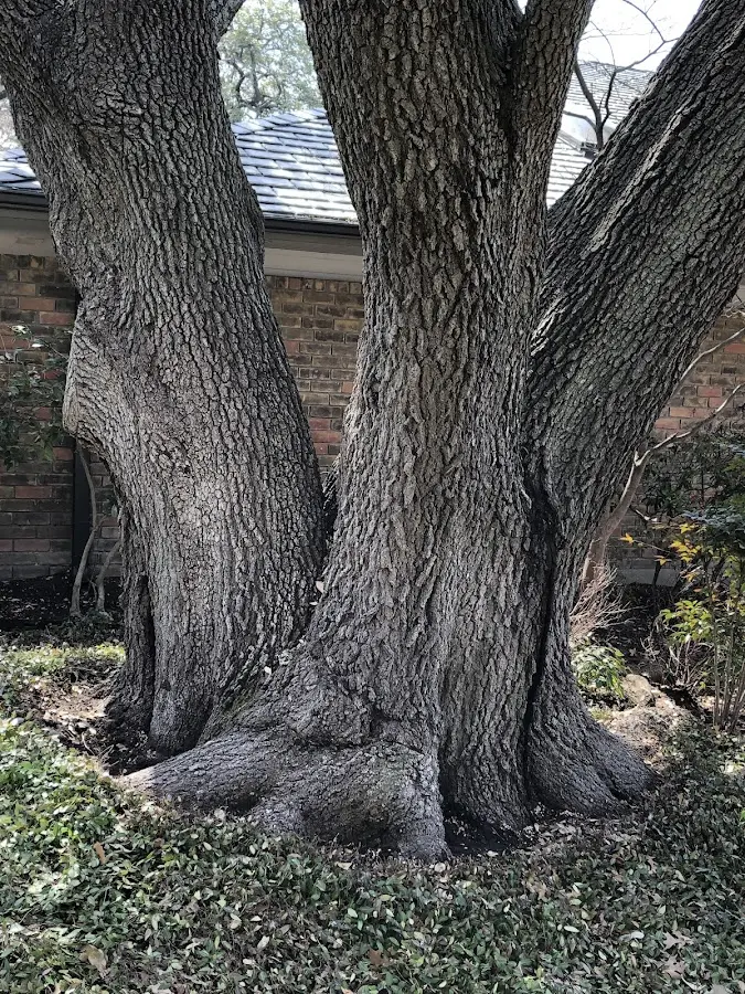 Mature heritage tree close to a Sun City Center property cared for by certified arborists